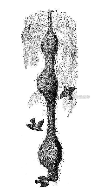 古玩动物插图:黑胸织工、孟加拉织工、黑喉织工(Ploceus benghalensis)